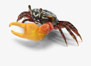 Crab Png Download Image - Fiddler Crab, Transparent Png, Transparent PNG