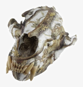 Transparent Animal Skull Png - Skull, Png Download, Transparent PNG