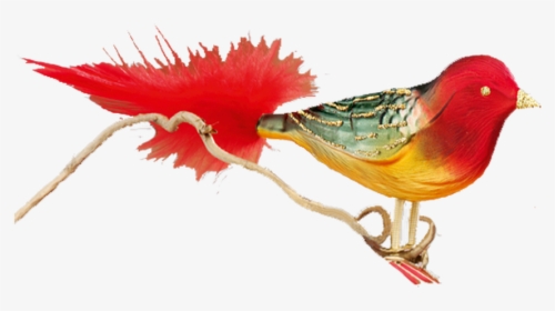 Phasianidae, HD Png Download, Transparent PNG