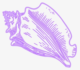 Vector Conch Shell Png, Transparent Png, Transparent PNG