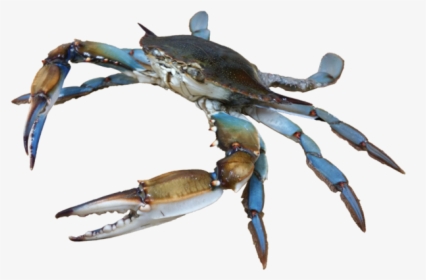 Small Crab Png, Transparent Png, Transparent PNG