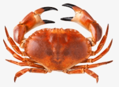 Free Png Crab Png Images Transparent - Crabe Png, Png Download, Transparent PNG