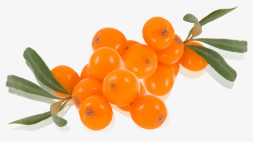 Sea Buckthorn Png - Seaberry Png, Transparent Png, Transparent PNG