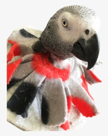 Unruffledrx Bird Collar, For Mild Feather Picking - Bird Collar Felt, HD Png Download, Transparent PNG