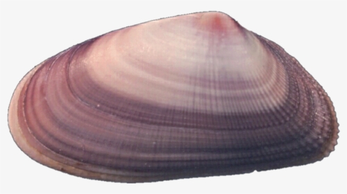 Transparent Purple Shell Png - Baltic Clam, Png Download, Transparent PNG