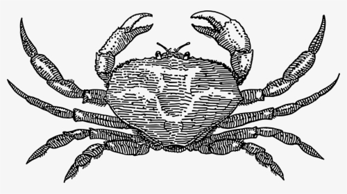 Crab - Crab Png Black And White, Transparent Png, Transparent PNG