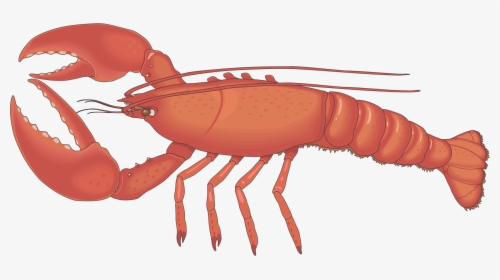 Transparent Lobster Claw Clipart - Lobster Cliparts, HD Png Download, Transparent PNG