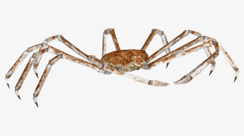Crab Spider Transparent Background, HD Png Download, Transparent PNG