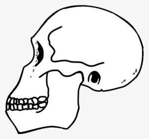 Rudolfensis Skull - Skull, HD Png Download, Transparent PNG