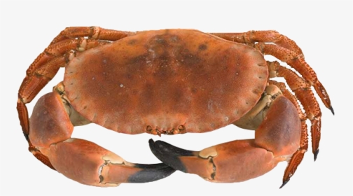 Product-browncrab - Dungeness Crab, HD Png Download, Transparent PNG