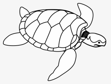Turtle Clip Art, HD Png Download, Transparent PNG