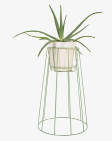 Large Sea Green - Houseplant, HD Png Download, Transparent PNG