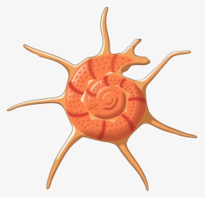 Png Seashell Vector - Seashell Transparent Background Clipart, Png Download, Transparent PNG