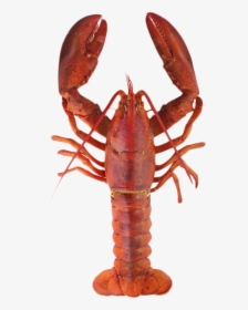 Transparent Crayfish Clipart - Lobster Meaning In Urdu, HD Png Download, Transparent PNG