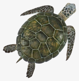 Sea Turtle Transparent Background, HD Png Download, Transparent PNG