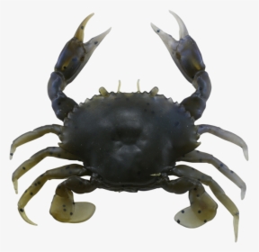 Savage Gear 3d Pvc Crab Soft Plastic Crab         Data - Freshwater Crab, HD Png Download, Transparent PNG