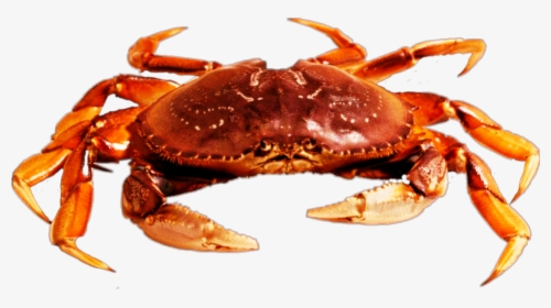 #freetoedit #beach #crab - Crab Picsart Png, Transparent Png, Transparent PNG