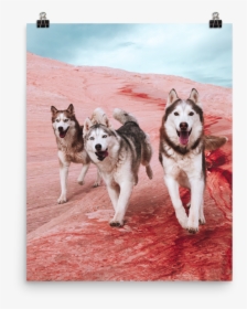 The Rock Poster - Canadian Eskimo Dog, HD Png Download, Transparent PNG