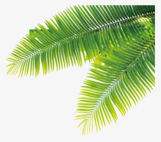 Tropical Tropics Plant Computer File Free Hq Image - Tropical Plant Transparent Background, HD Png Download, Transparent PNG