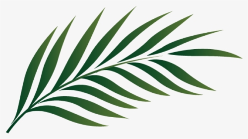 Palm Leaves Png - Real Palm Leaf Png Transparent, Png Download, Transparent PNG