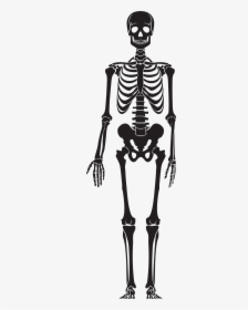 Skeleton Png Clip Art - Black Skeleton Png, Transparent Png, Transparent PNG