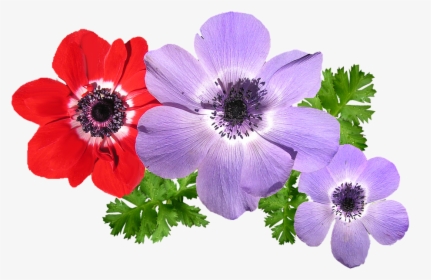 Anemone, Mixtos, Flores, Primavera - Anemone Flower Png, Transparent Png, Transparent PNG