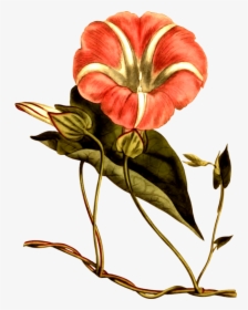 All Photo Png Clipart - Flower, Transparent Png, Transparent PNG