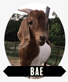 Goat , Png Download - Goat, Transparent Png, Transparent PNG
