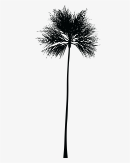 Skyline Clipart Palm Tree - Black Palm Tree Png, Transparent Png, Transparent PNG