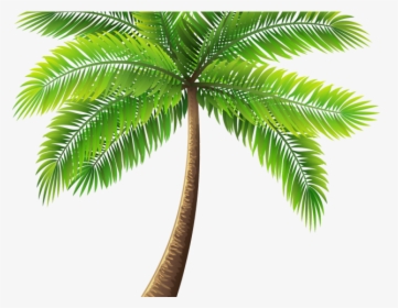 Transparent Background Palm Tree Png, Png Download, Transparent PNG