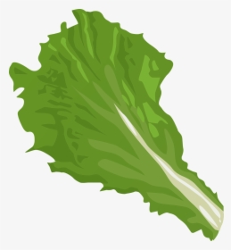 Lettuce Clip Art - Cartoon Leaf Of Lettuce, HD Png Download, Transparent PNG