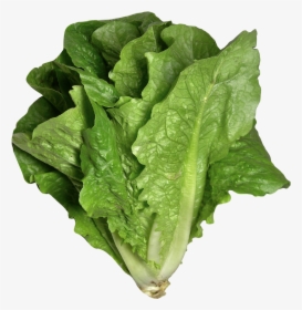 Romaine Lettuce Png Image - Lettuce Png, Transparent Png, Transparent PNG