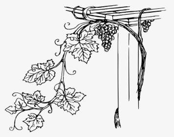 Grapevine Clipart Icon - Vine Black And White Clip Art, HD Png Download, Transparent PNG