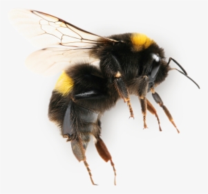 Transparent Bee Png - Insect Transparent Bumblebee Png, Png Download, Transparent PNG