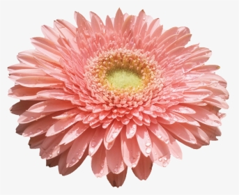 Flower , Png Download - Flores Png, Transparent Png, Transparent PNG