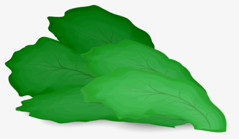 Lettuce Leaf Clipart, HD Png Download, Transparent PNG
