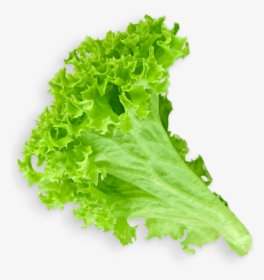 Lettuce Clipart Sliced - Lettuce Leaf Transparent Background, HD Png Download, Transparent PNG