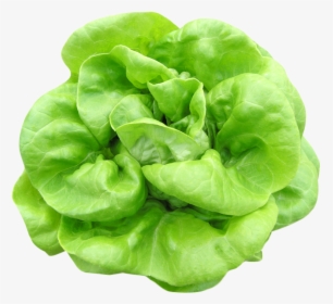 Butterhead Lettuce Png Image - Spinach Png, Transparent Png, Transparent PNG