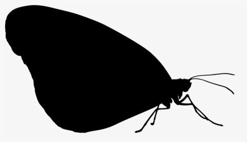 Photography - Transparent Insect Silhouette, HD Png Download, Transparent PNG