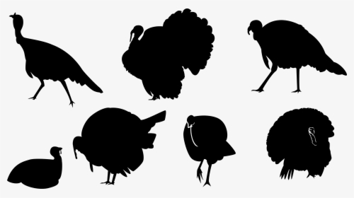 Turkey, Ave, Silhouette, Chick, Animal, Wings, Tail - Turkey, HD Png Download, Transparent PNG