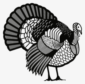 Turkey,line Art,domesticated Turkey, HD Png Download, Transparent PNG