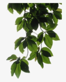 Greens Leaf Vines 20 - Transparent Background Vine Transparent, HD Png Download, Transparent PNG