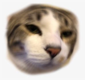 Other Emoji Discord Emoji Png Anime Cat Discord Emoji - Cat Emotes For Discord, Transparent Png, Transparent PNG