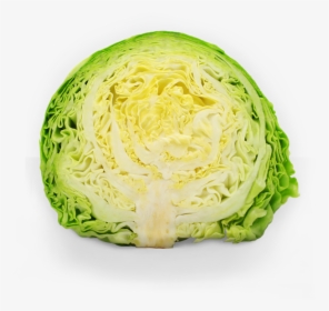 Lettuce Clipart Sauerkraut - Repolho É Vegetal, HD Png Download, Transparent PNG
