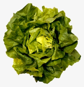 Green Salad Png Image - Boston Butter Lettuce, Transparent Png, Transparent PNG