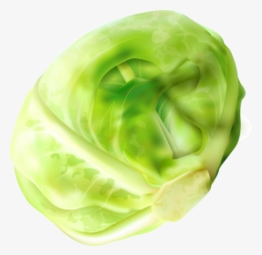 Cabbage Clipart Png Image Free Download Searchpng - Brussel Sprout Png, Transparent Png, Transparent PNG