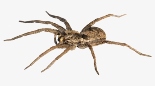 Spider-man Goliath Birdeater The Wolf Spider Stock - Male Wolf Spider, HD Png Download, Transparent PNG