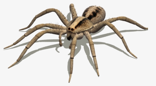 Australian Spiders Goliath Birdeater Wolf Spider Delena - Spider Legs Side View, HD Png Download, Transparent PNG