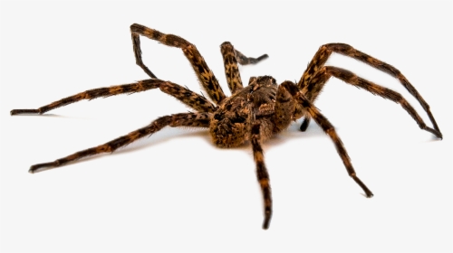Wold Spider - Many Eyes Does A Spider Have, HD Png Download, Transparent PNG