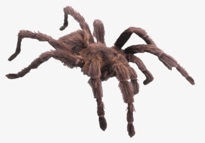 Hairy Brown Spider - Minibeast Has Six Legs, HD Png Download, Transparent PNG